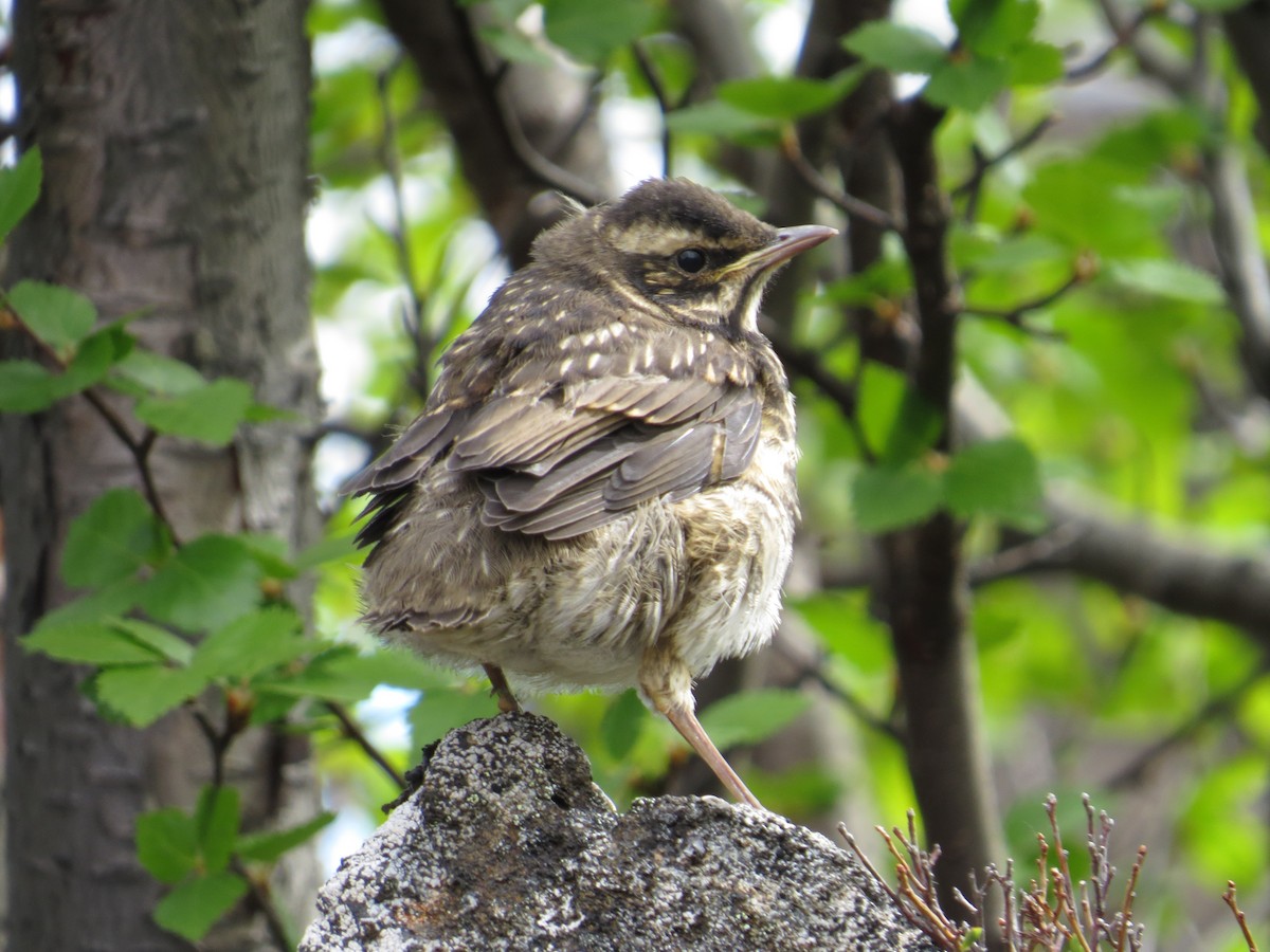 Redwing - Michael Woodruff