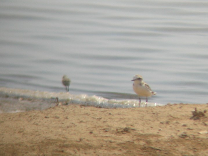 Kentish Plover - ML33310491