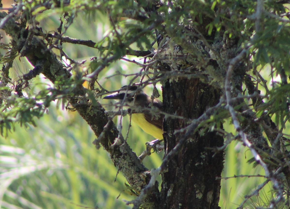 Boat-billed Flycatcher - ML333105761