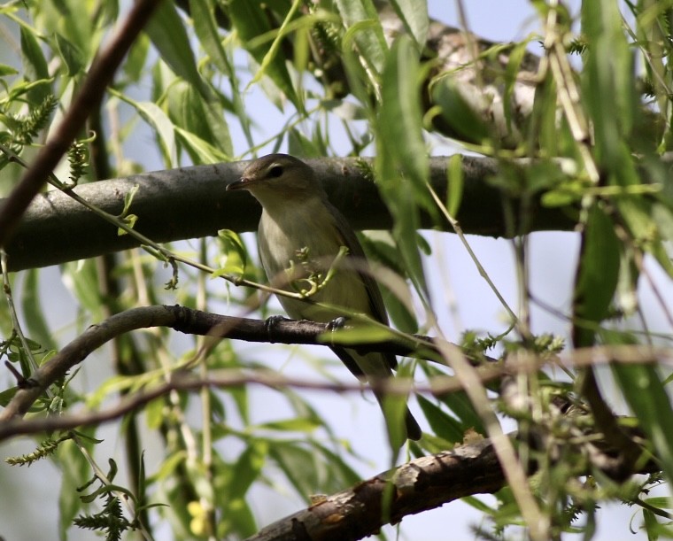 Warbling Vireo - ML333106031