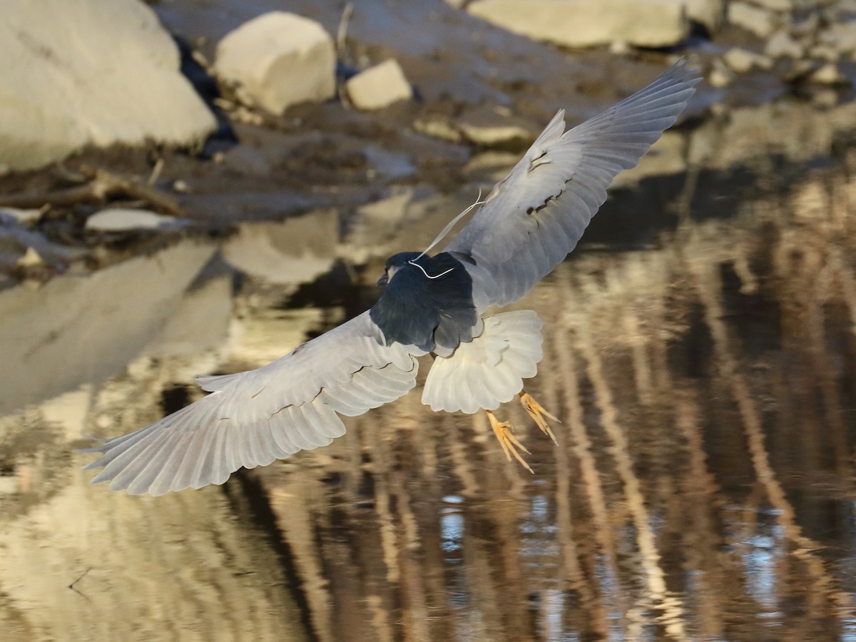 Black-crowned Night Heron - Sylvie Dionne