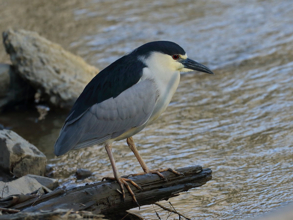 Black-crowned Night Heron - Sylvie Dionne