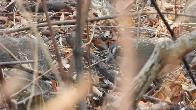 Rusty-crowned Ground-Sparrow - ML333110041