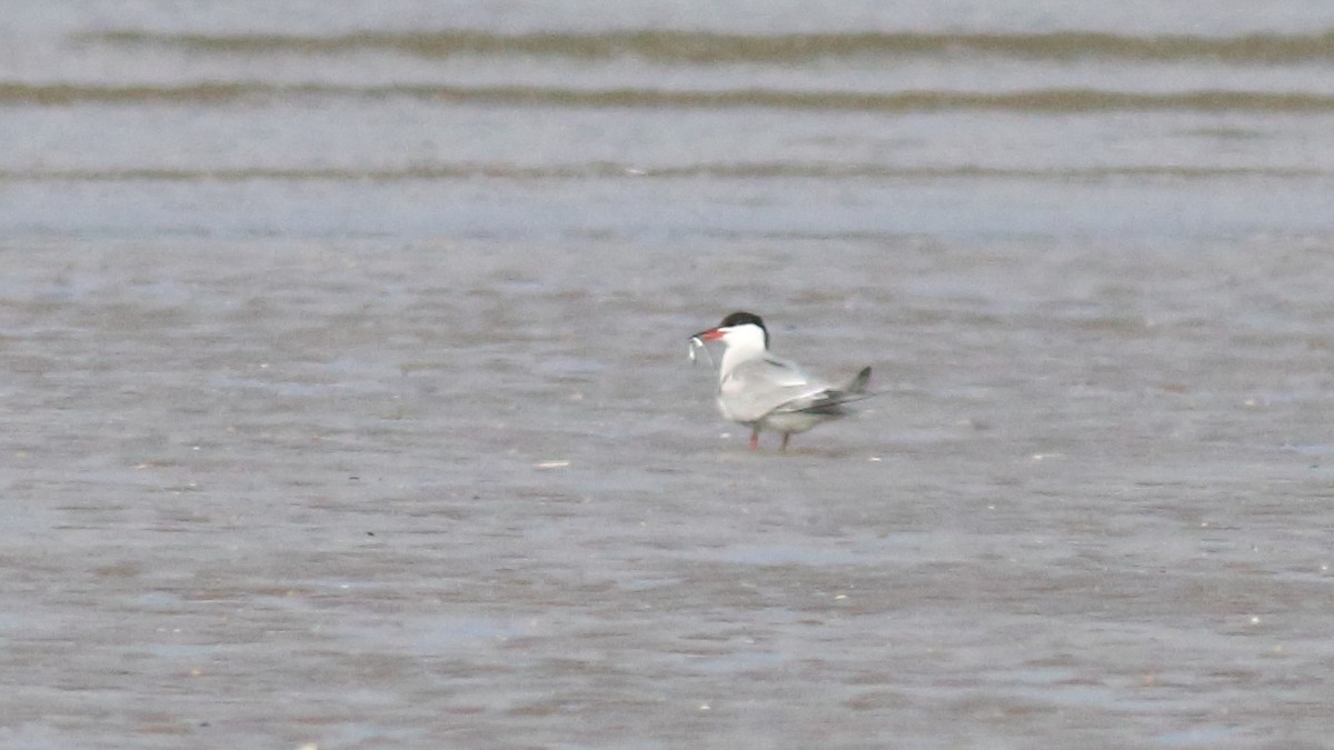 Common Tern - ML333110911