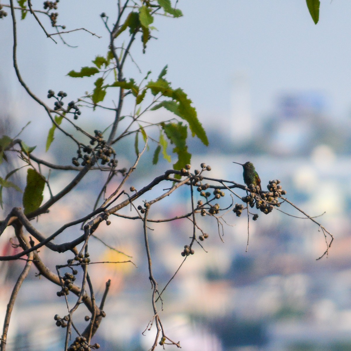 Berylline Hummingbird - ML333111621