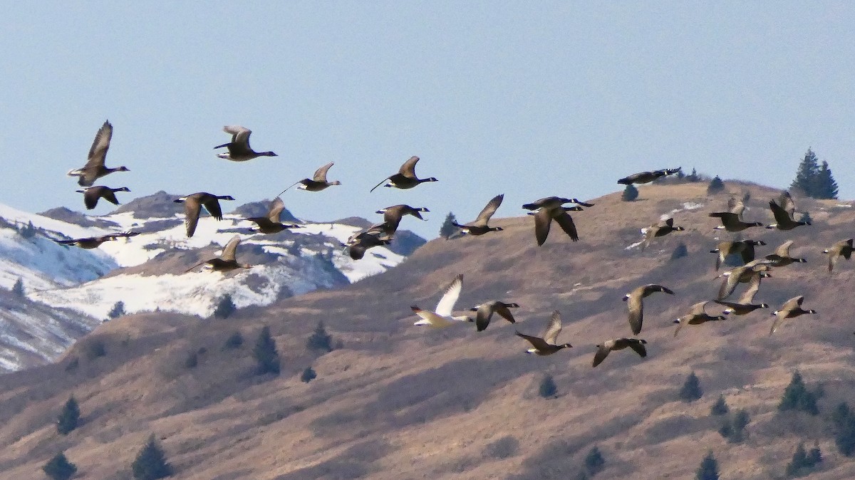 Snow Goose - ML333111921