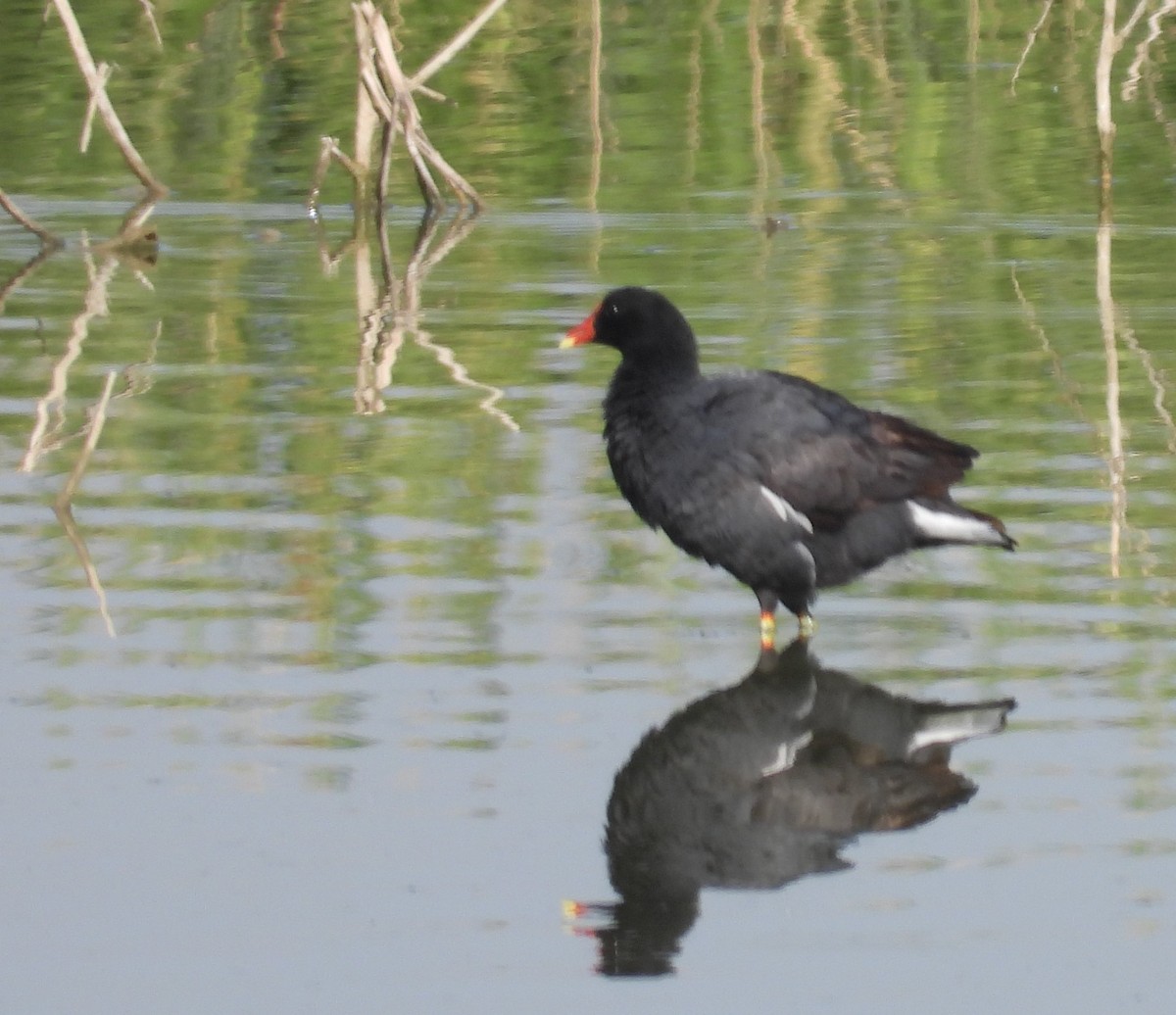 Common Gallinule - ML333112121