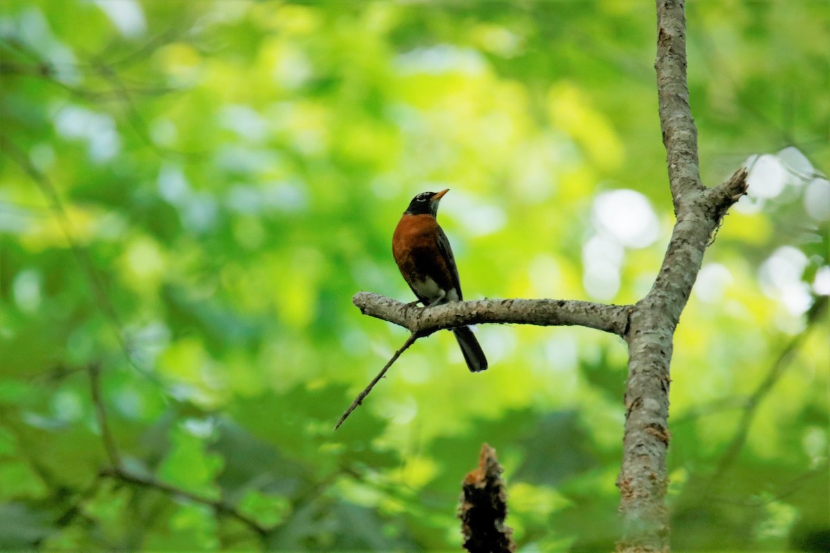 American Robin - ML333113631