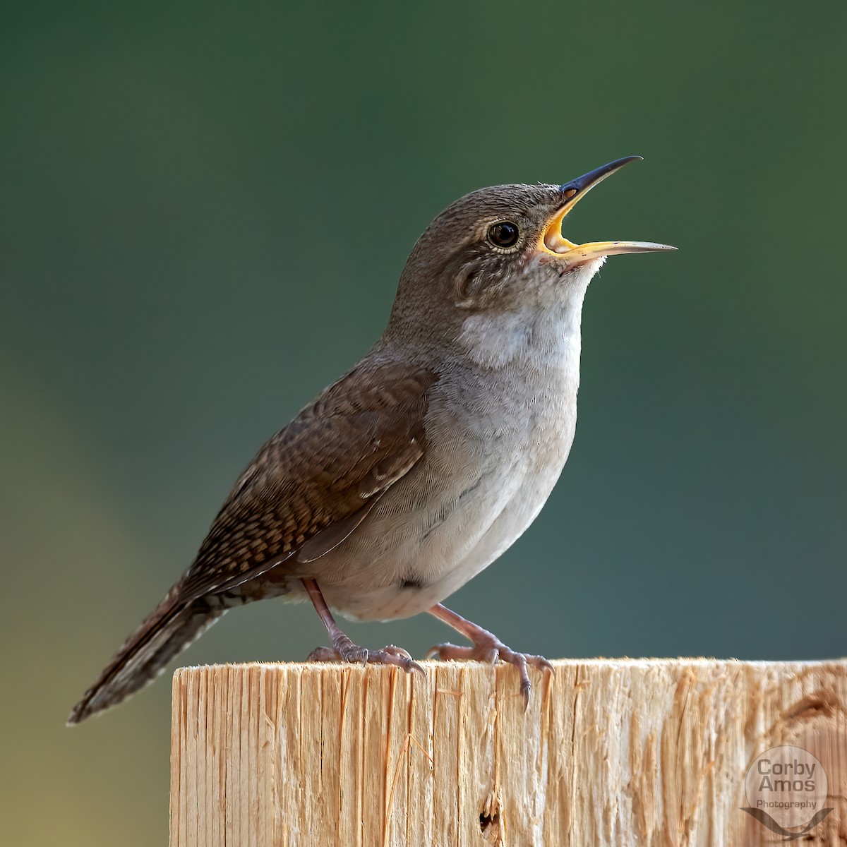Northern House Wren - Corby Amos