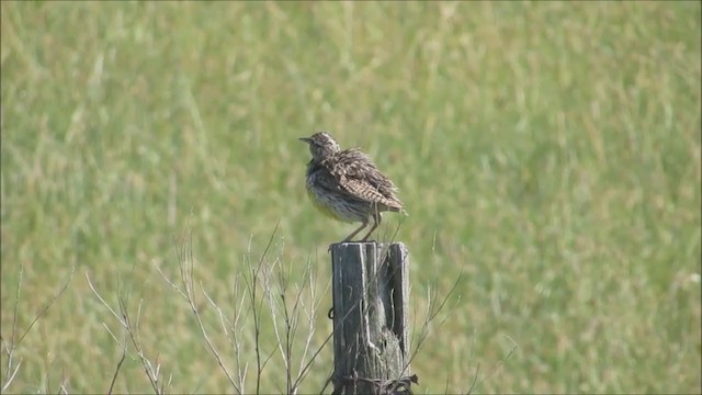 Western Meadowlark - ML333114241