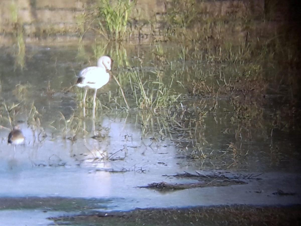 plameňák chilský - ML333115001