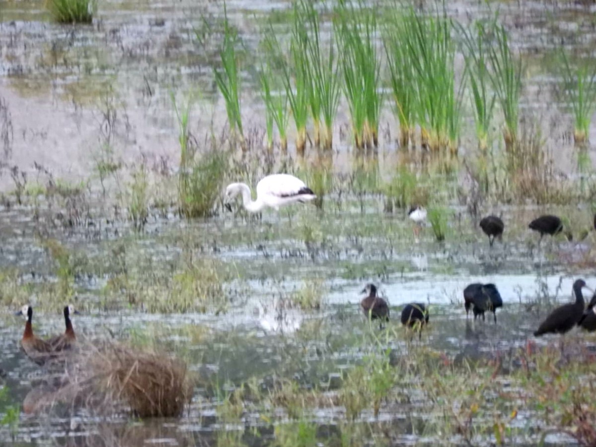 plameňák chilský - ML333115081