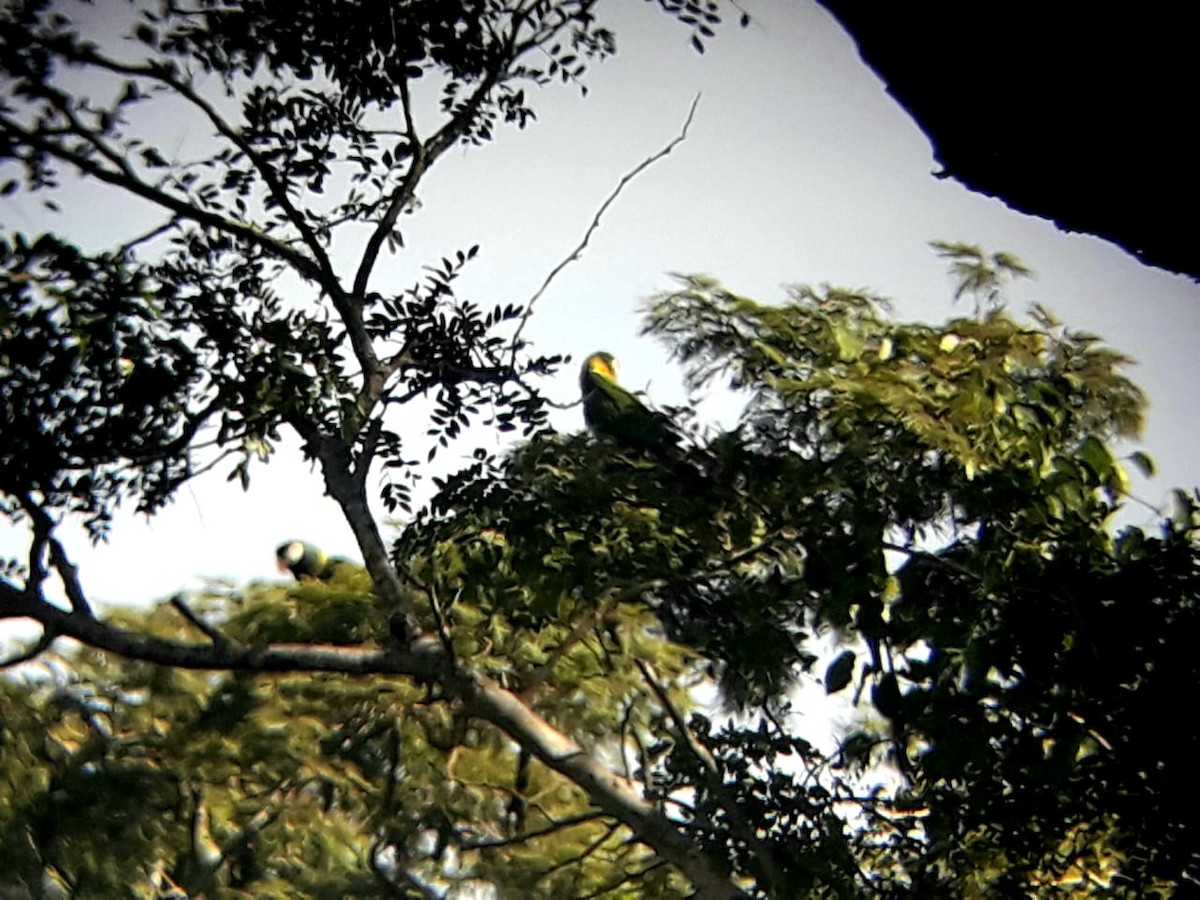 ara žlutokrký - ML333115221