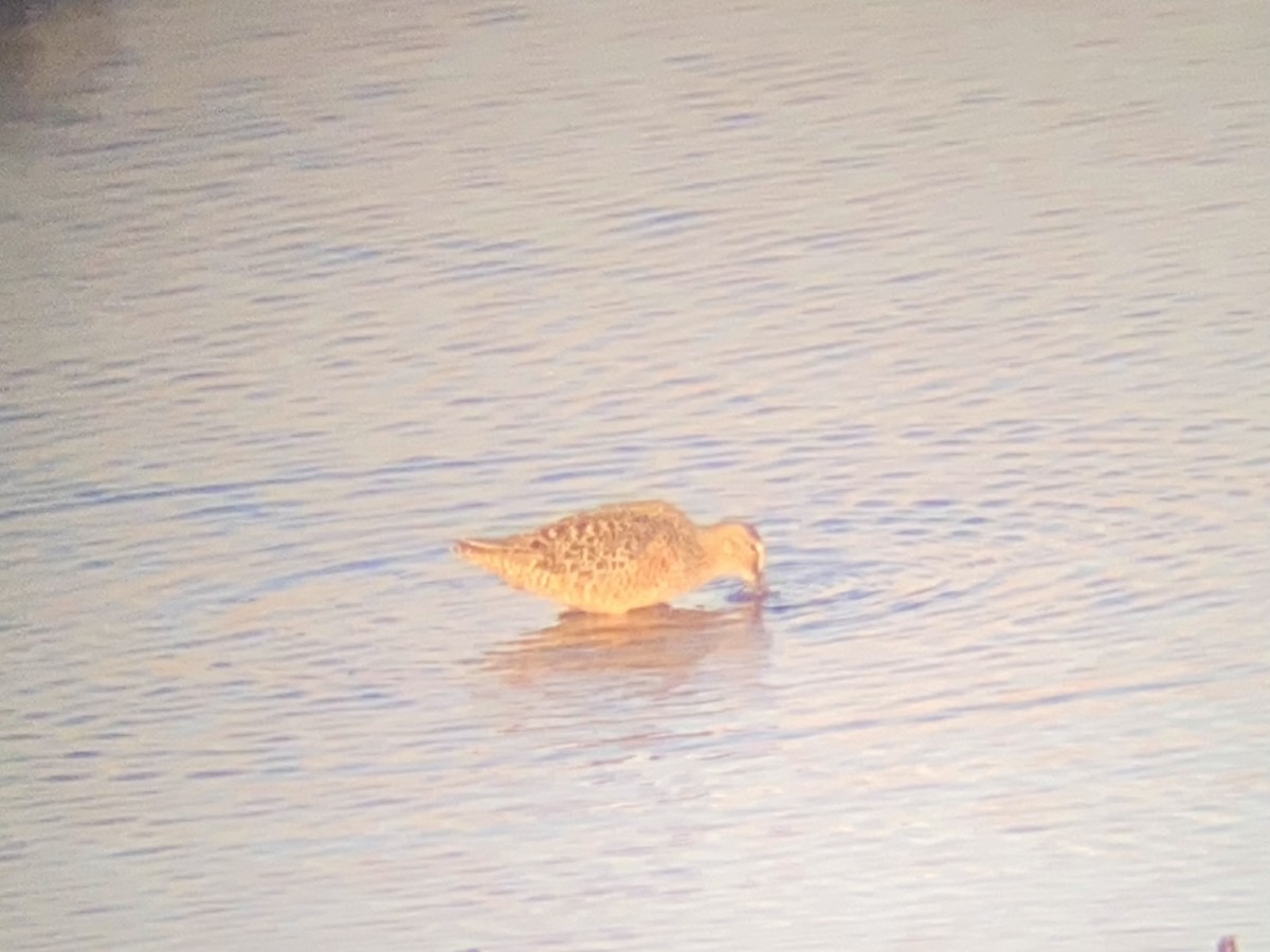 Short-billed Dowitcher - ML333116071