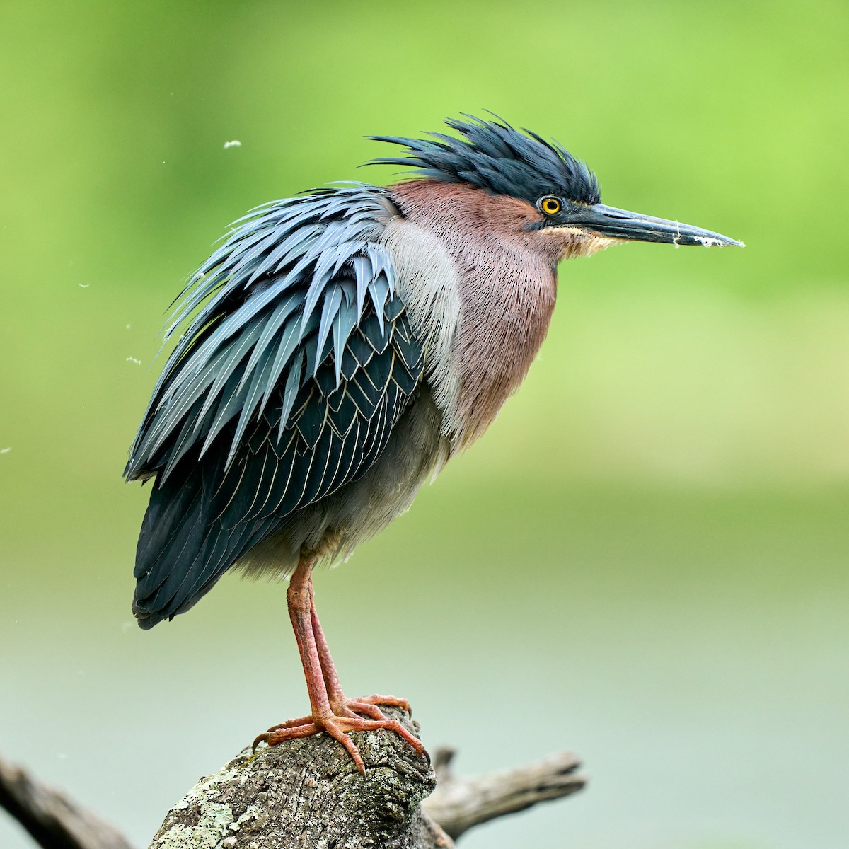 Green Heron - Brennan Moore