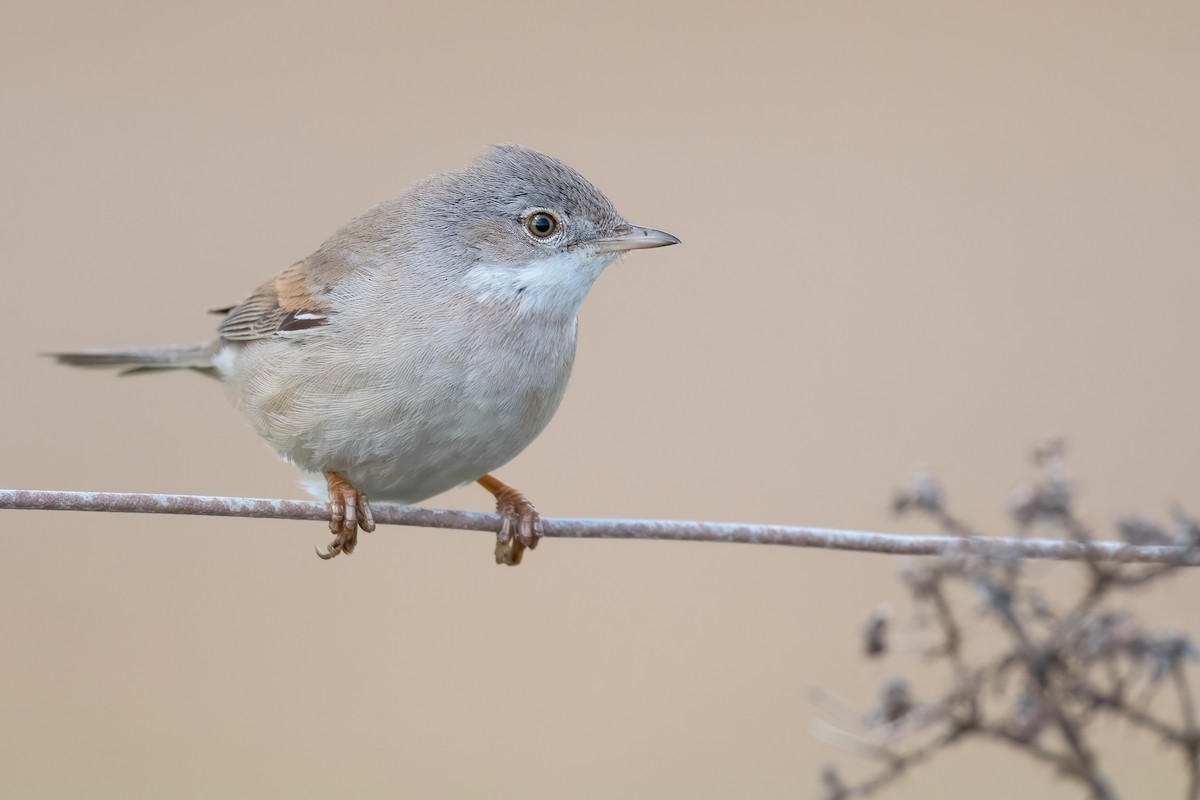 Greater Whitethroat - Ben Lucking