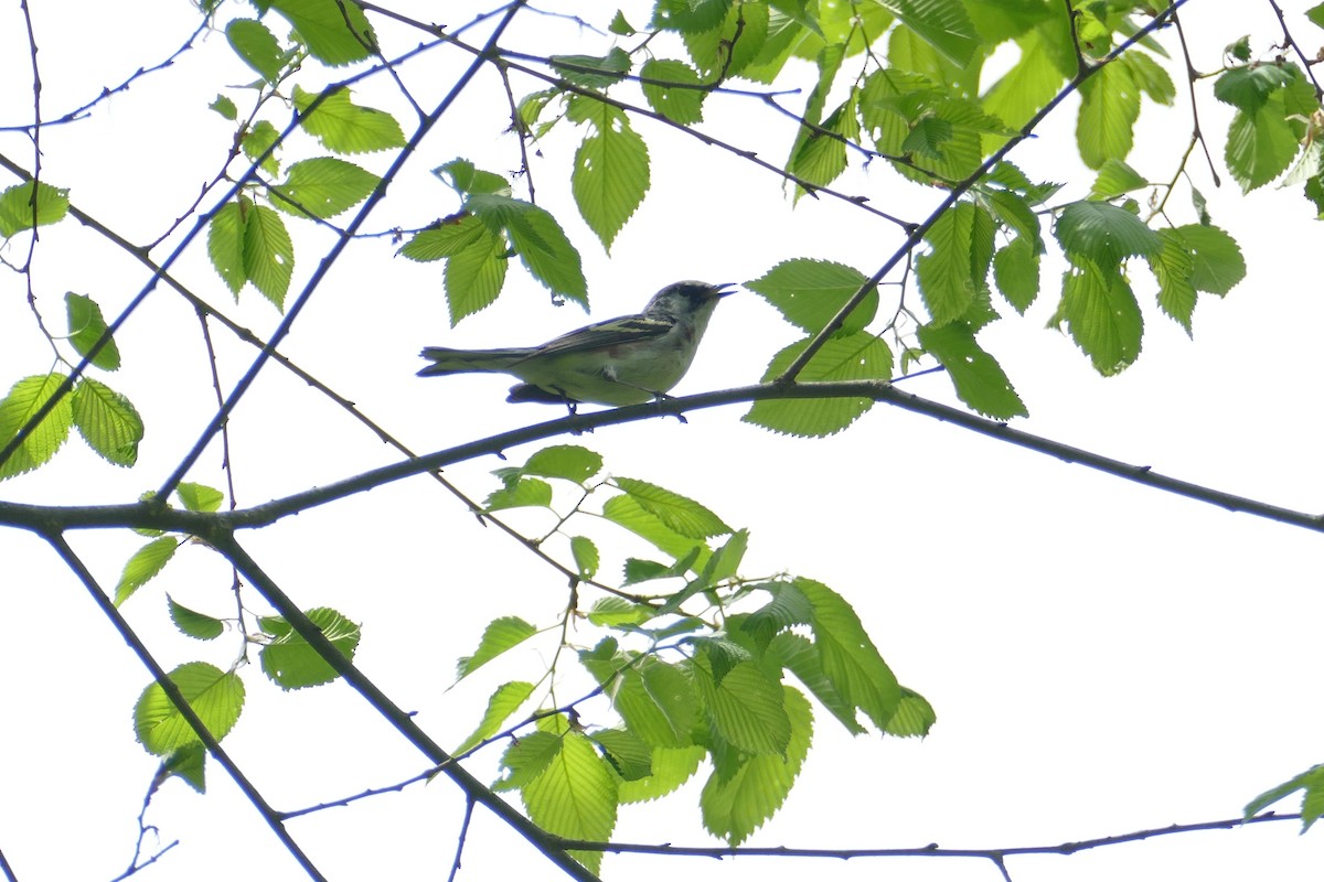 Chestnut-sided Warbler - ML333122421