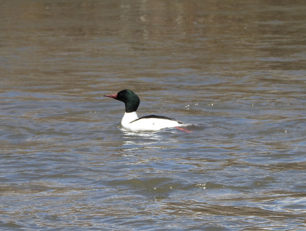 Common Merganser - ML333122771