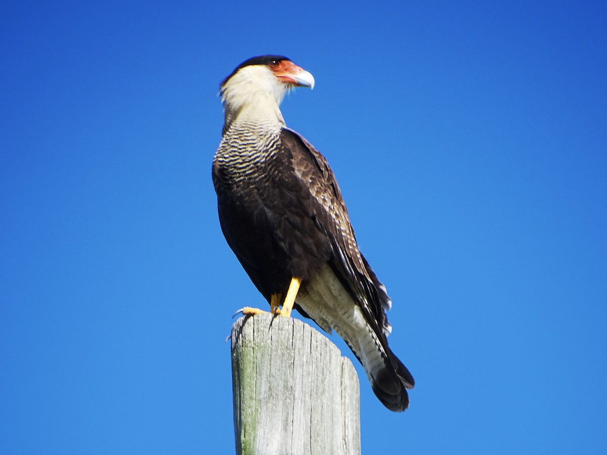 Caracara Carancho (sureño) - ML333123301