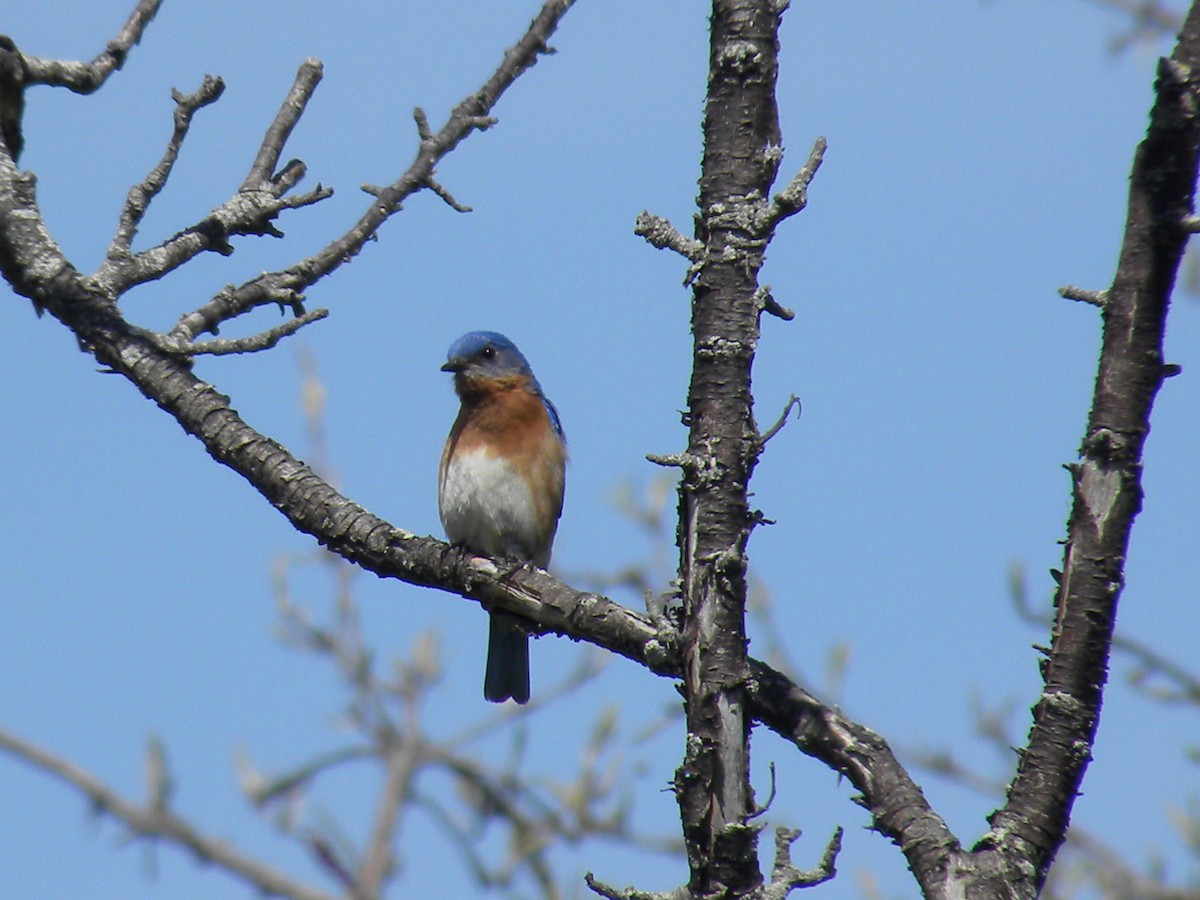 Eastern Bluebird - ML333123531