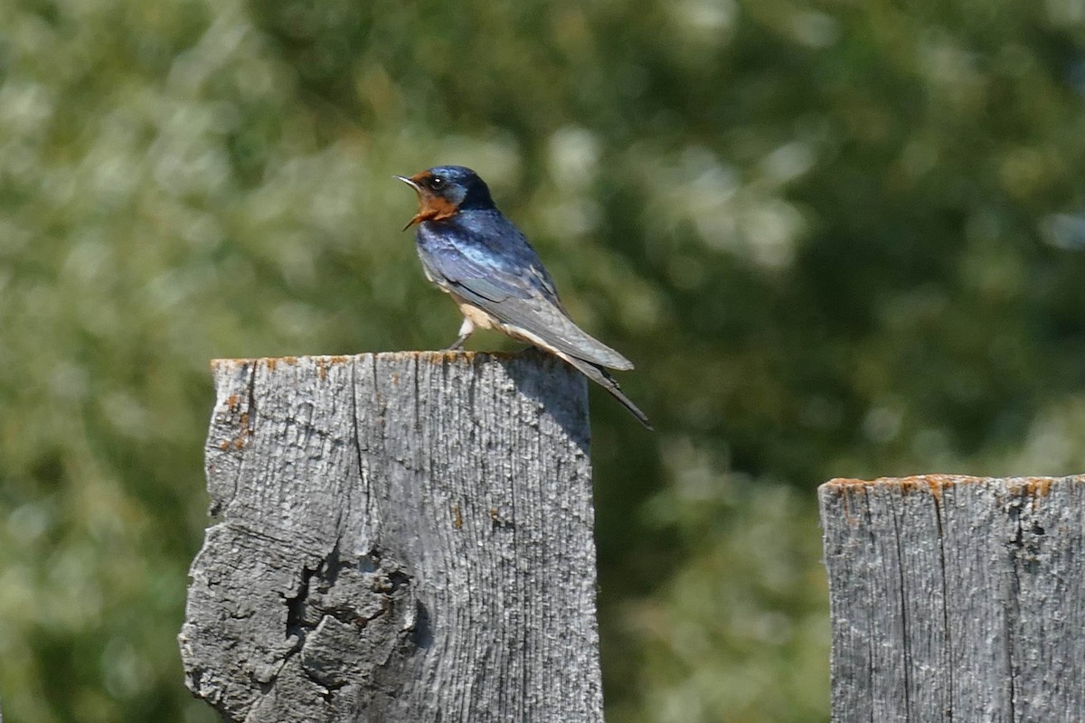 Barn Swallow - Lorrie Anderson