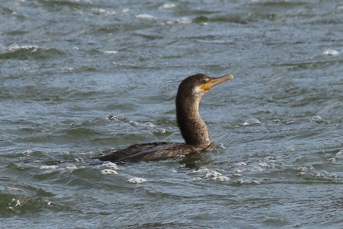 Cormoran vigua - ML333124481