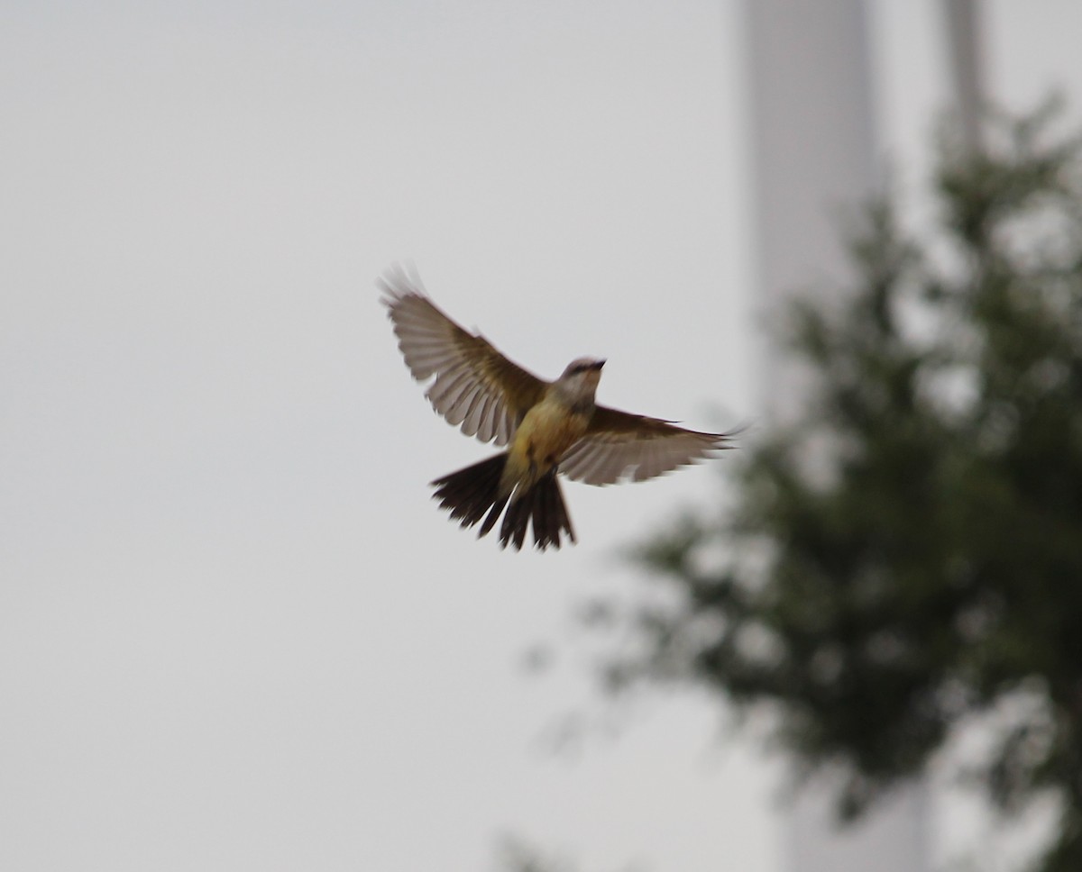 Western Kingbird - ML33312571