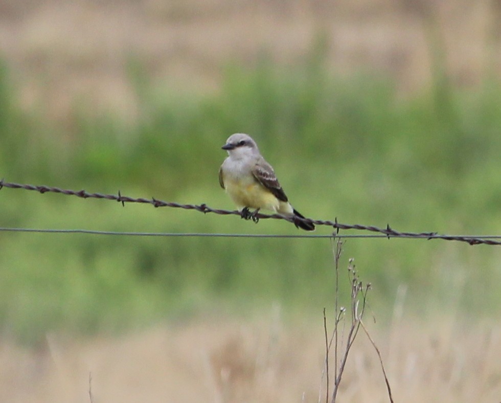 Western Kingbird - ML33312601