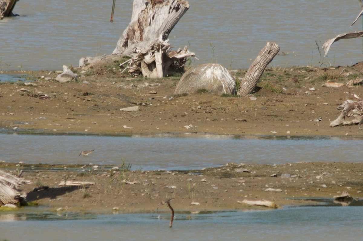 Common Ringed Plover - Mathias & Sharon Mutzl