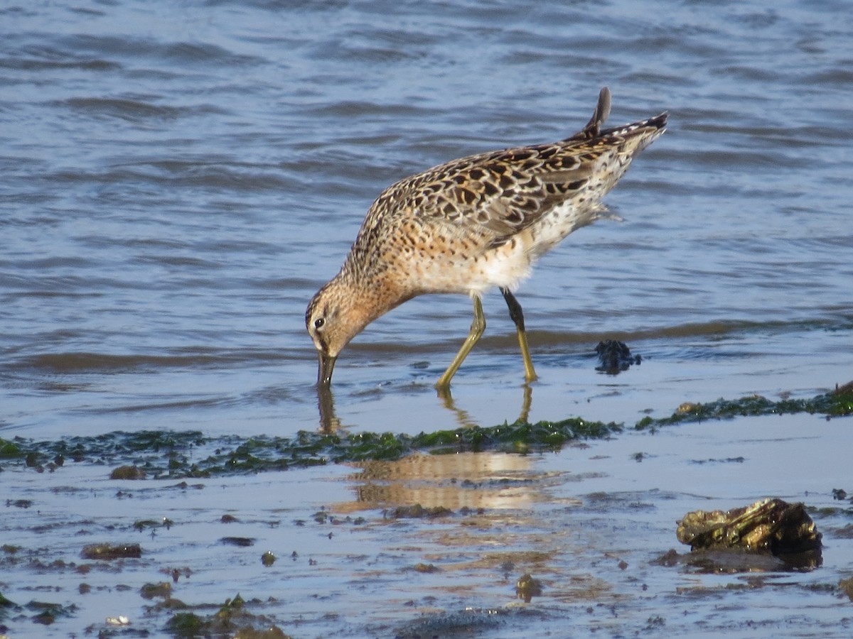 Short-billed Dowitcher - ML333126921