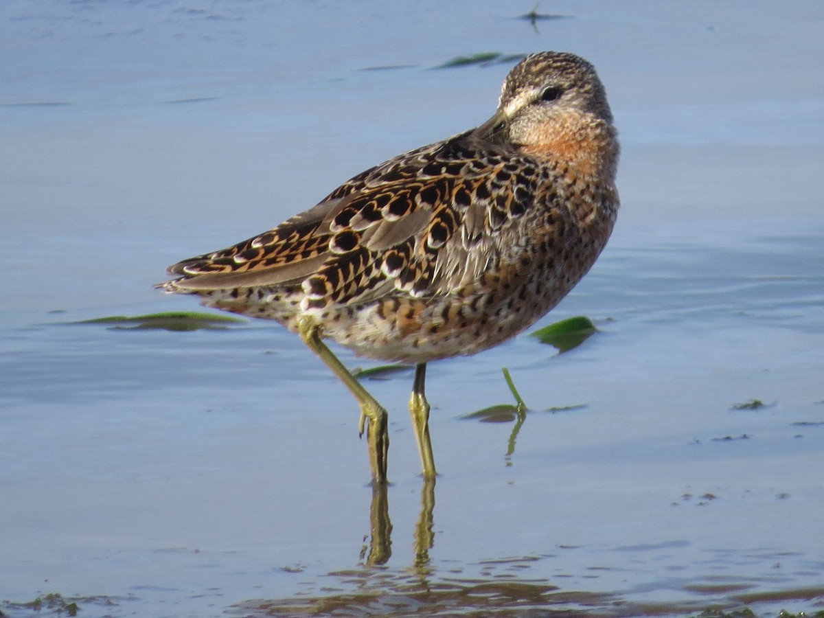 Short-billed Dowitcher - ML333127031