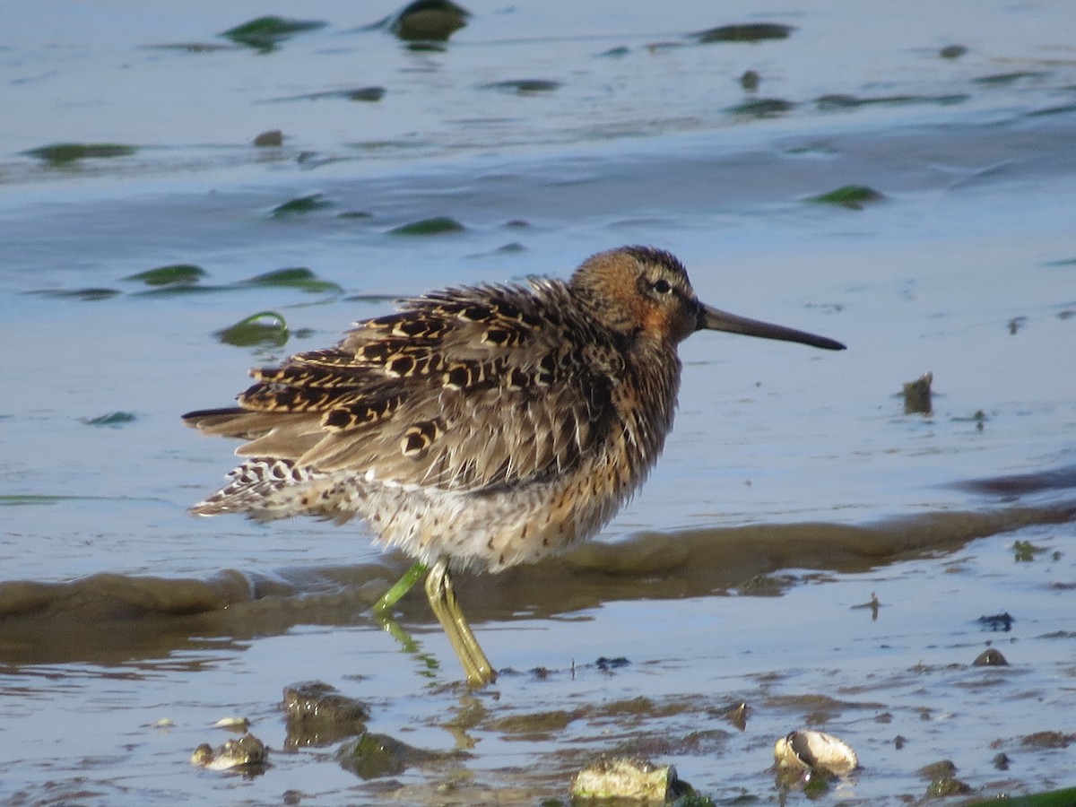 Short-billed Dowitcher - Kyle Leader