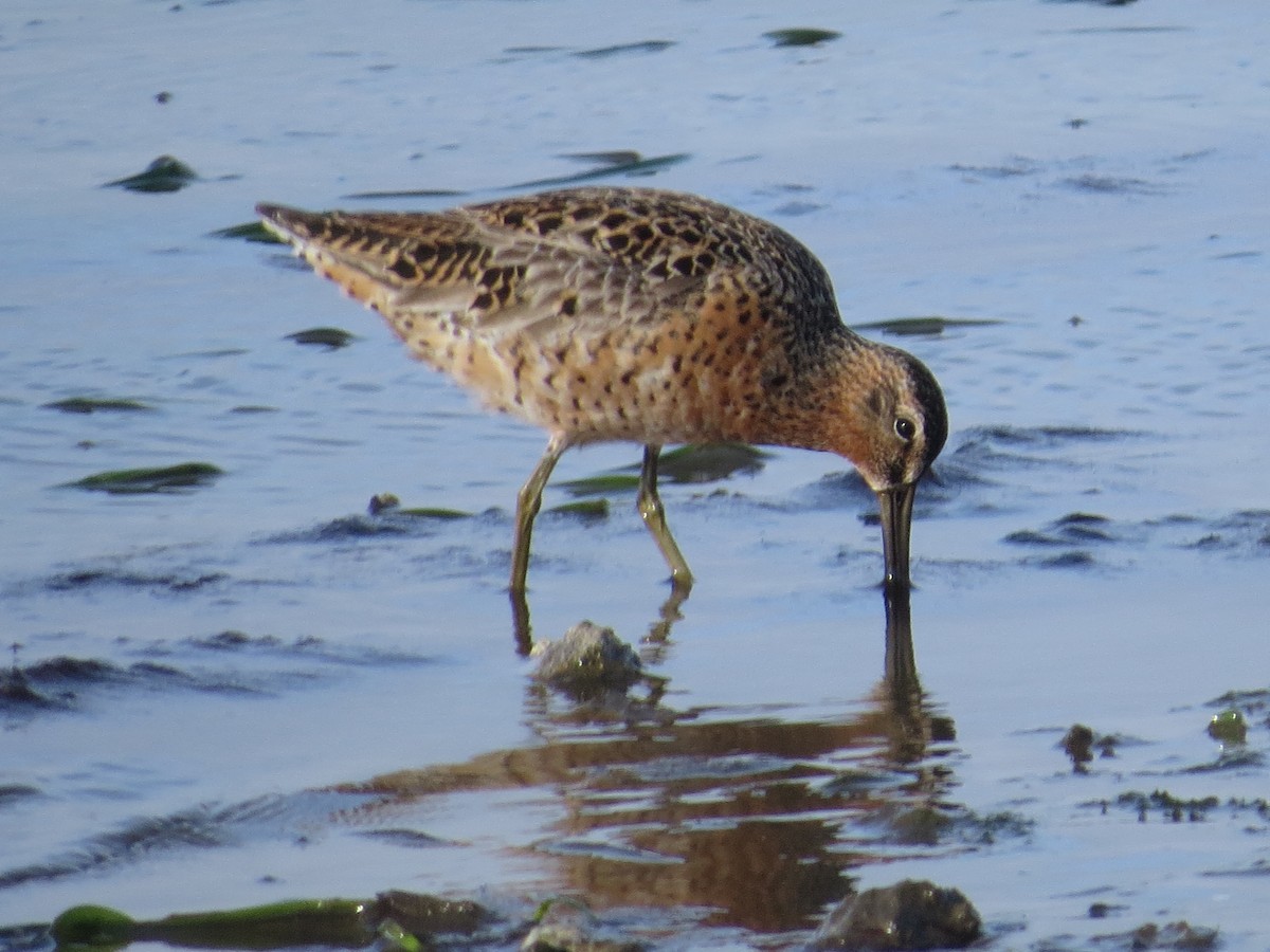 Short-billed Dowitcher - ML333127701