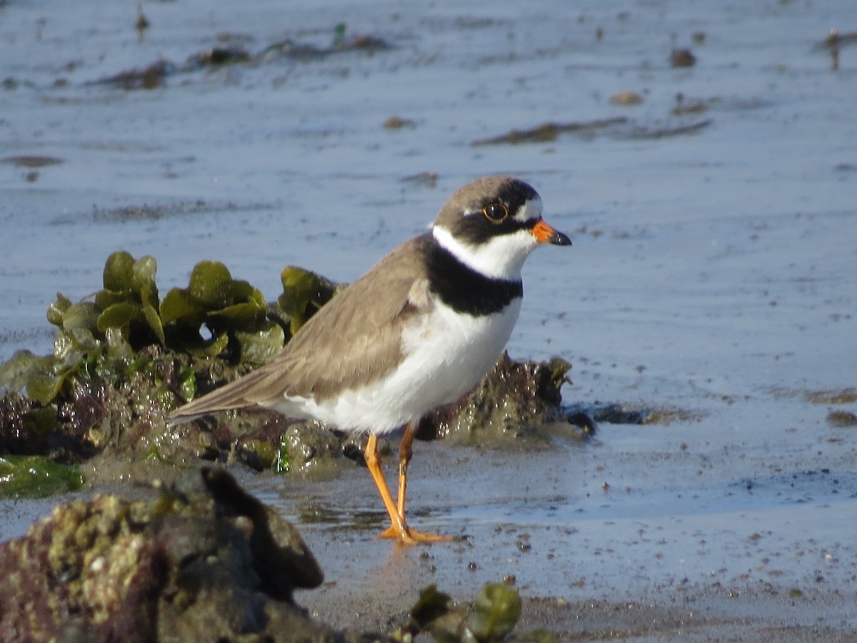 Semipalmated Plover - Kyle Leader