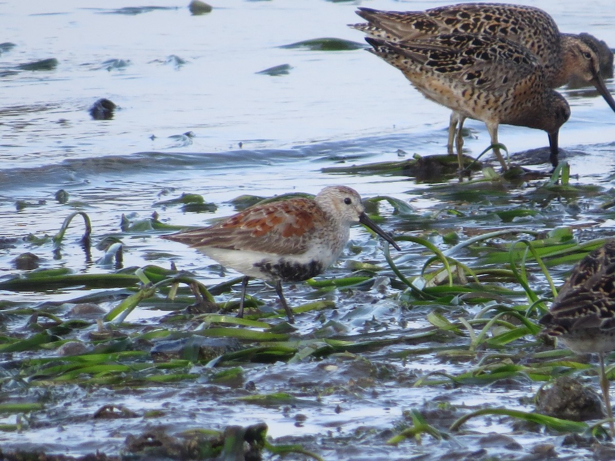 Dunlin - ML333128501