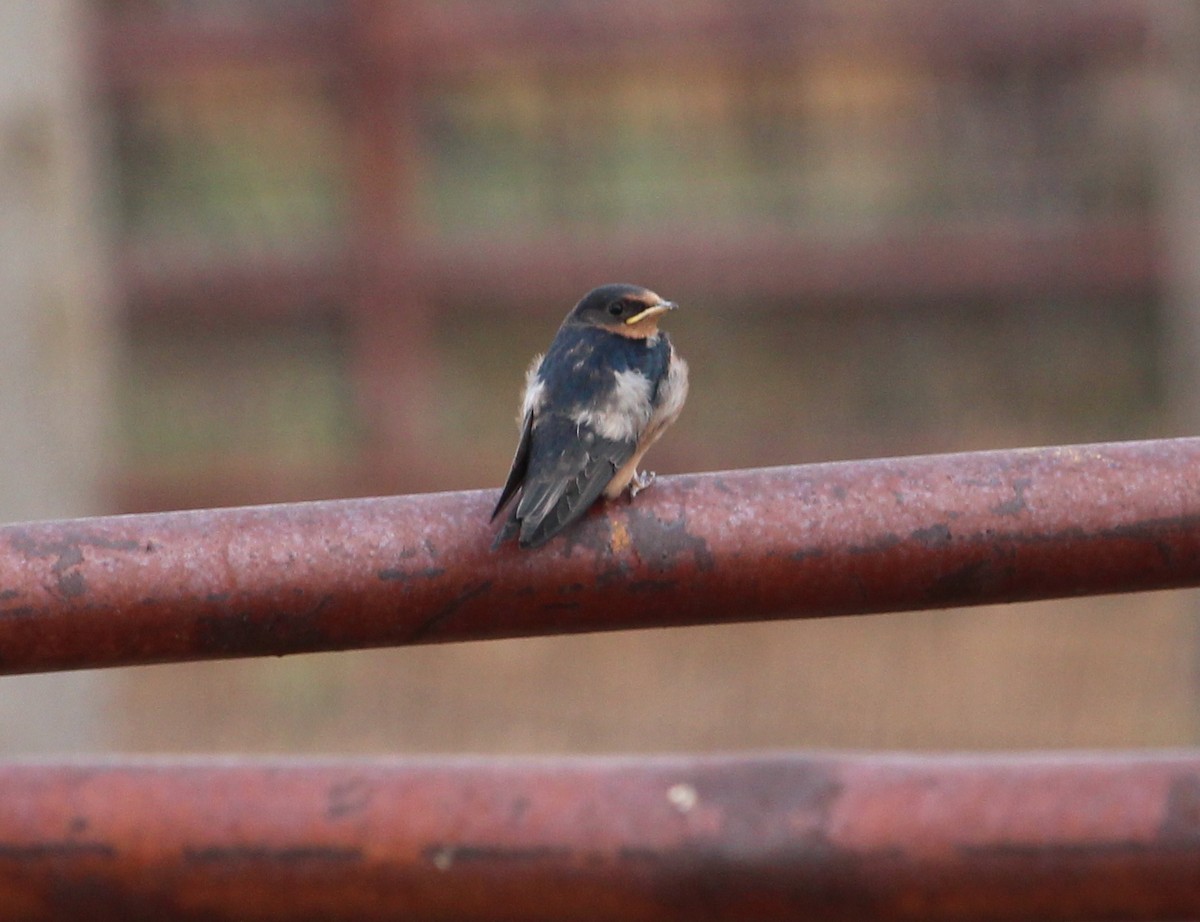 Golondrina Común - ML33312891