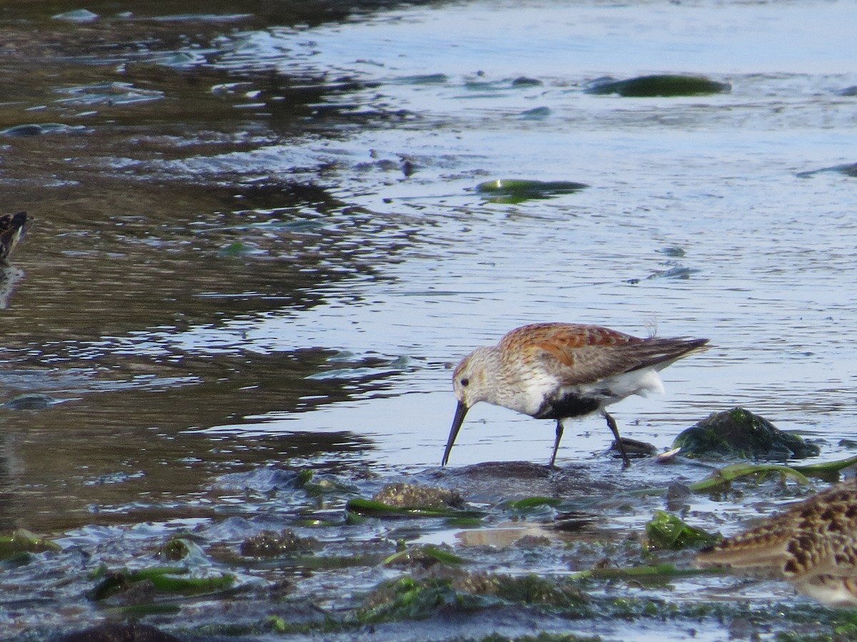 Dunlin - ML333129021