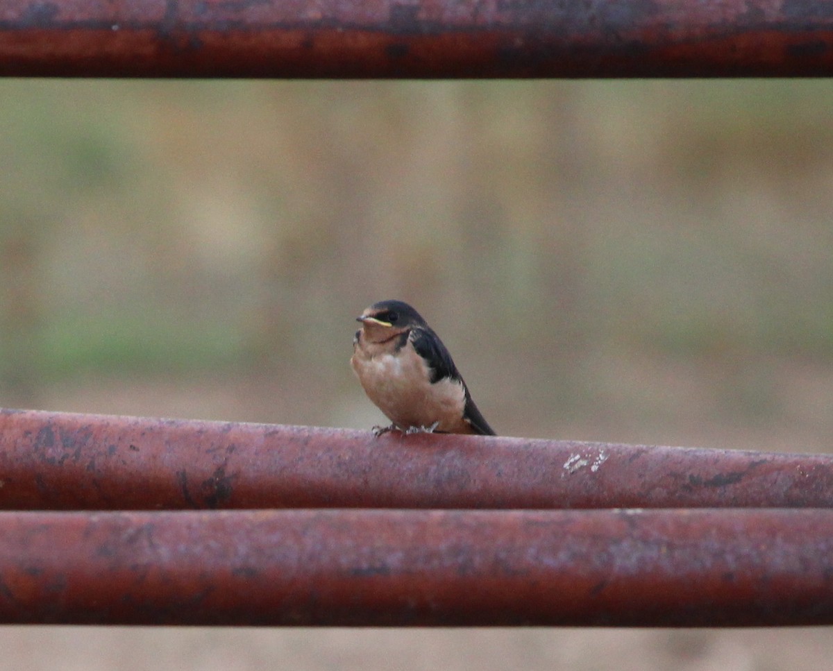 Barn Swallow - ML33312921