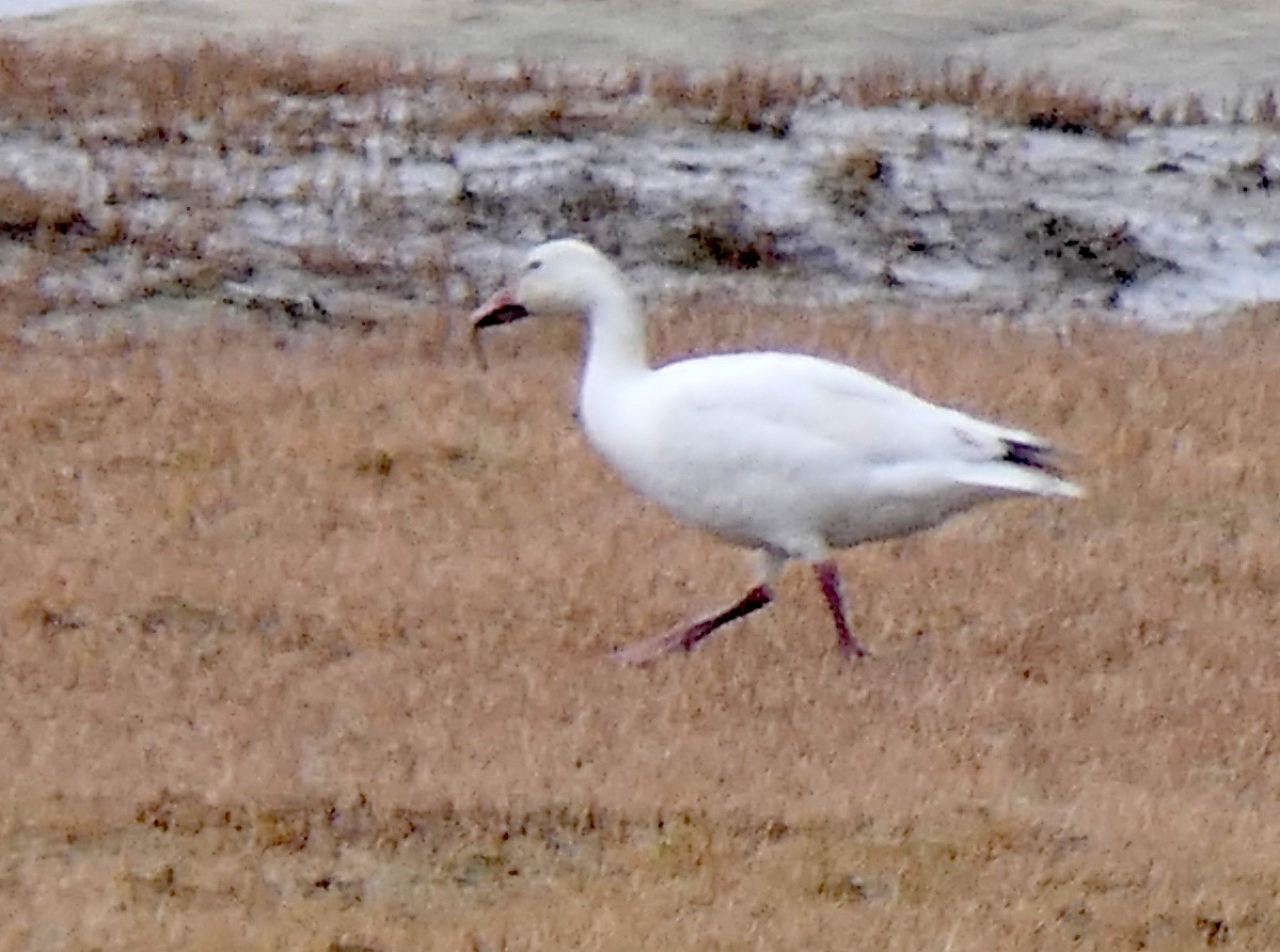 Snow Goose - ML333132441