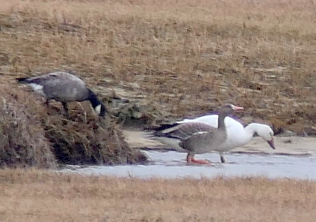 Snow Goose - ML333132541