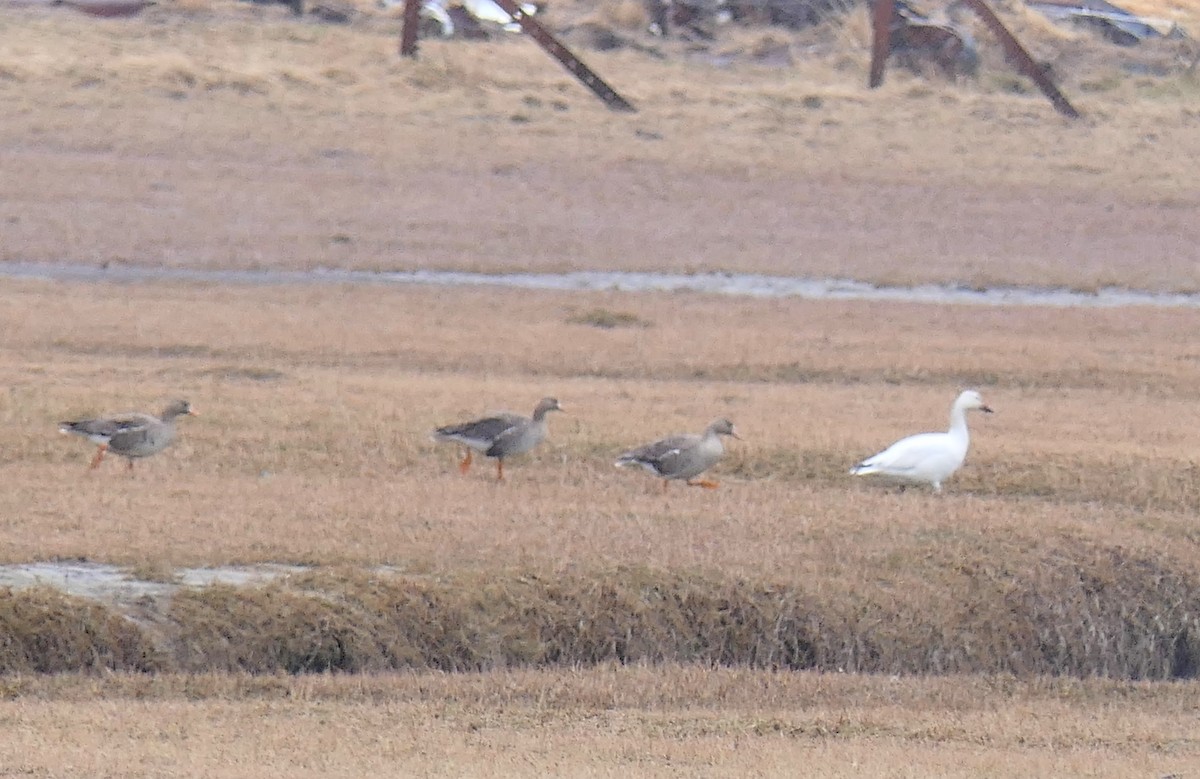 Snow Goose - ML333132801