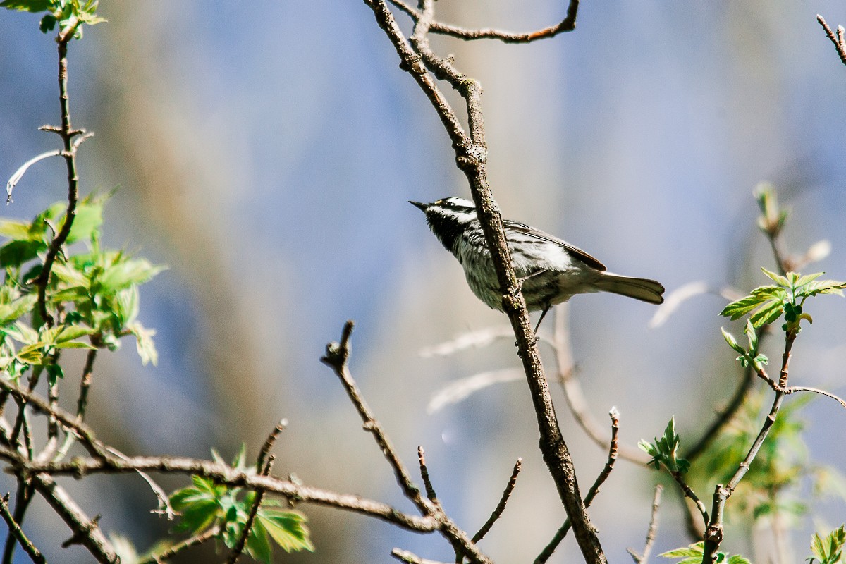 Black-throated Gray Warbler - ML333134471