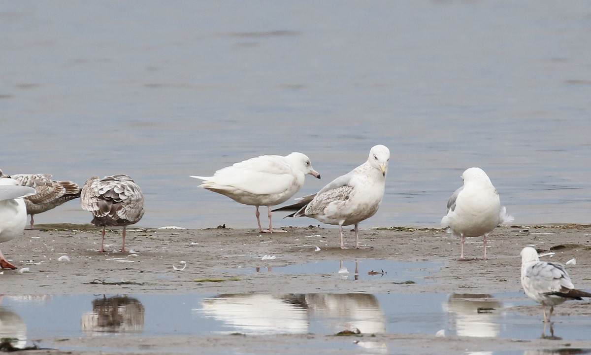 Glaucous Gull - ML333137601