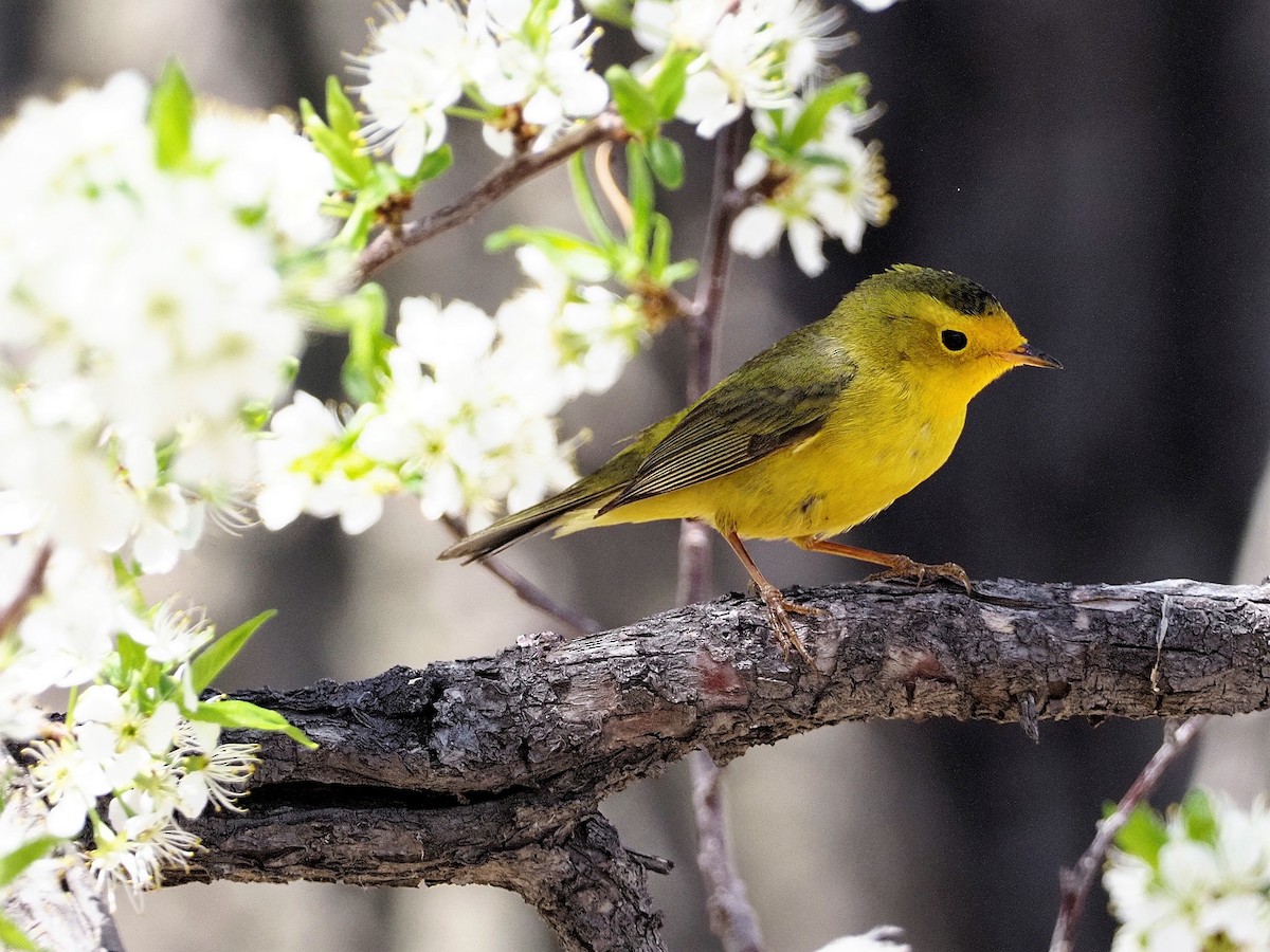 Wilson's Warbler - ML333138011