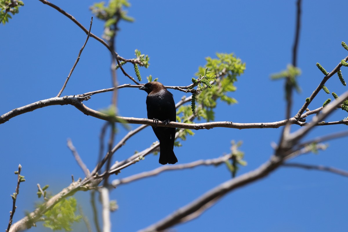 Brown-headed Cowbird - ML333138471