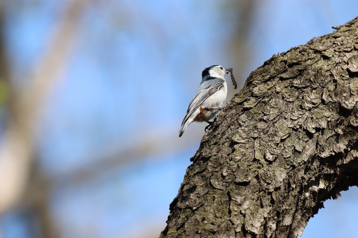 White-breasted Nuthatch - ML333138501