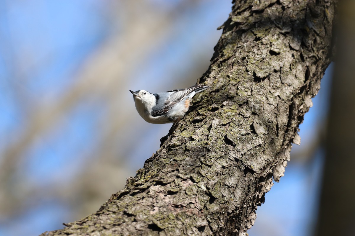 White-breasted Nuthatch - ML333138691