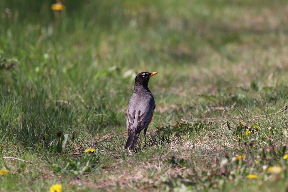 American Robin - ML333138841
