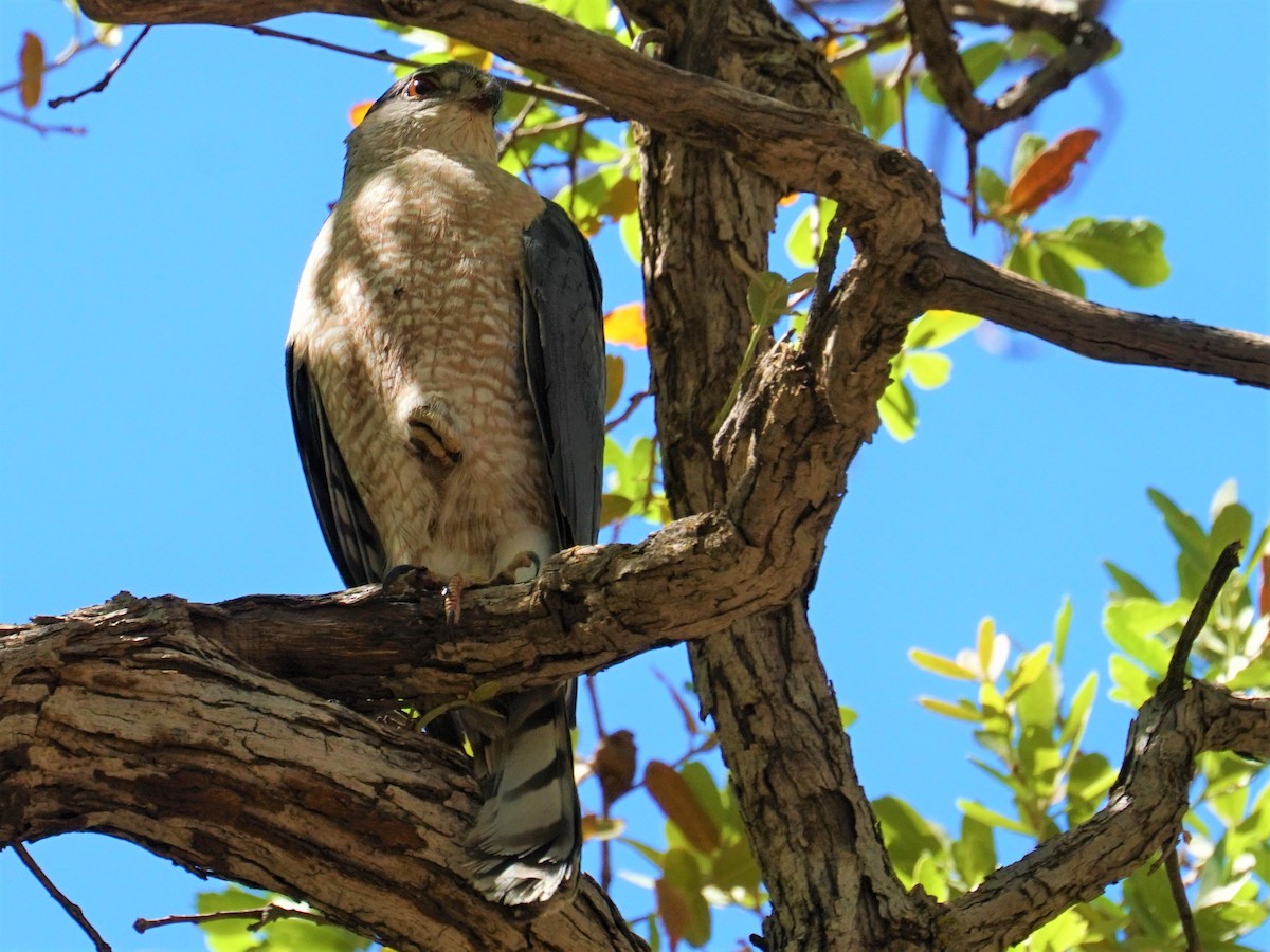 Cooper's Hawk - ML333139401