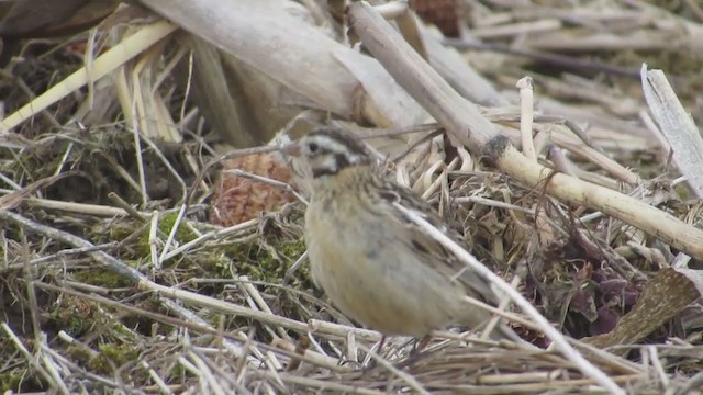 Smith's Longspur - ML333140071